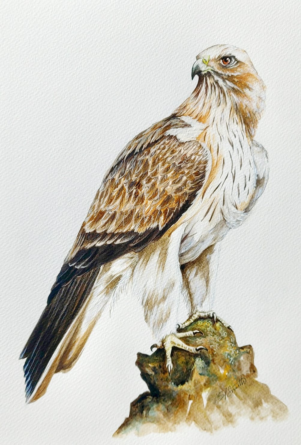 Flora and Fauna Booted Eagle